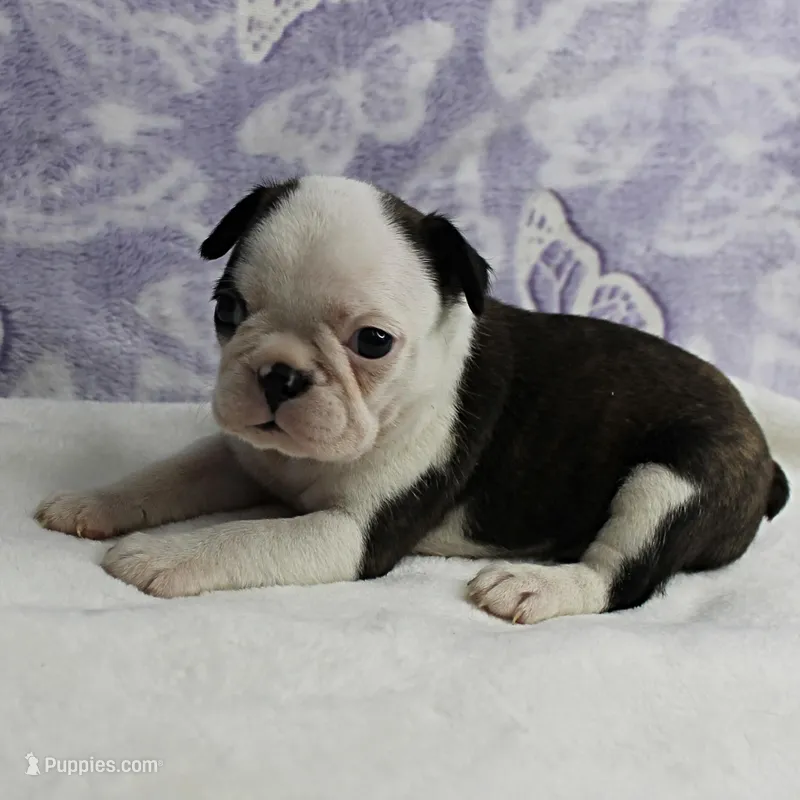 AKC Polly's Black & White Female Puppy 3 – Boston Terrier puppy on hold in Mount Olive, NC