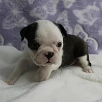 AKC Polly's Black & White Female Puppy 3, a female Boston Terrier for sale in Mount Olive, NC – 2 of 10