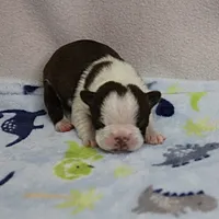 AKC Puddin's Chocolate & White Male Puppy 4, a male Boston Terrier for sale in Mount Olive, NC – 6 of 10