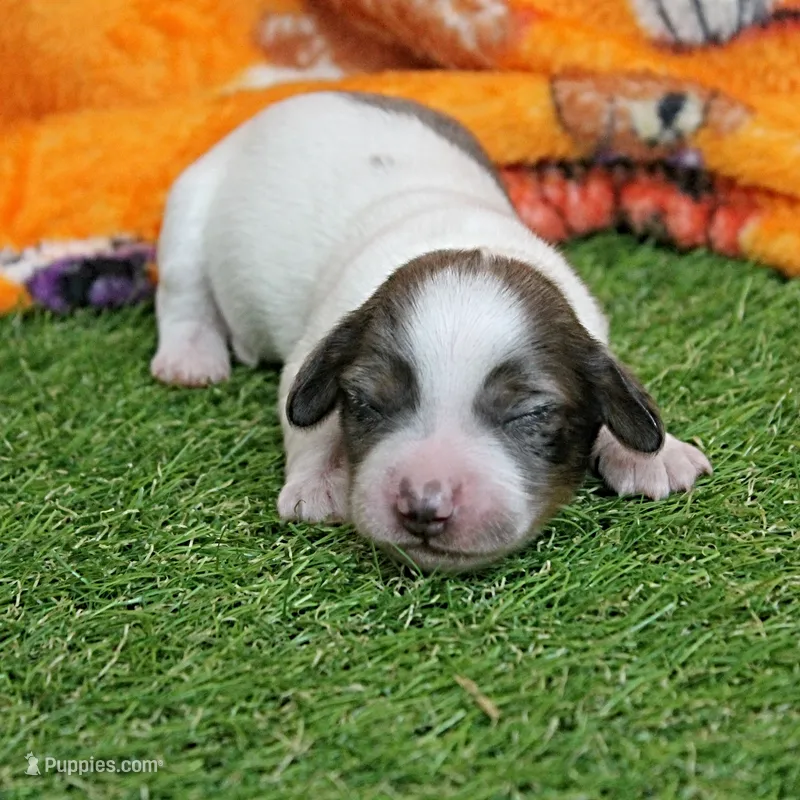 AKC Harleys Silver on White Piebald Male Puppy 3 – Miniature Dachshund puppy for sale in Mount Olive, NC