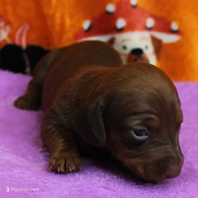 AKC Freckles Red Female Puppy 1 – Miniature Dachshund puppy for sale in Mount Olive, NC