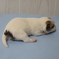  Chelsea's Fawn & White Male Puppy 4, a male Chihuahua for sale in Mount Olive, NC – 6 of 10