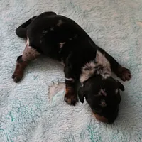 AKC Freckles Black & Tan Dapple Female Puppy 4, a female Miniature Dachshund for sale in Mount Olive, NC – 3 of 10