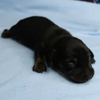 AKC Taylor's Black & Tan Male Puppy 4, a male Miniature Dachshund for sale in Mount Olive, NC – 7 of 10