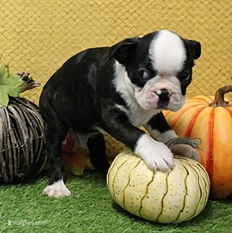 AKC Polly's Black & White Male Puppy 5 – Boston Terrier puppy for sale in Mount Olive, NC