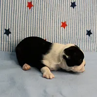 Myrtle's Black & White Male Puppy 1, a male Boston Terrier for sale in Mount Olive, NC – 9 of 10