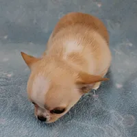 AKC Angel's Cream Male 2, a male Chihuahua for sale in Mount Olive, NC – Photo 1 of 8