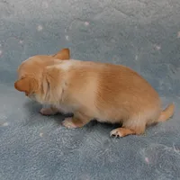 AKC Angel's Cream Male 2, a male Chihuahua for sale in Mount Olive, NC – Photo 3 of 8