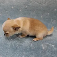 AKC Angel's Cream Male 2, a male Chihuahua for sale in Mount Olive, NC – Photo 2 of 8