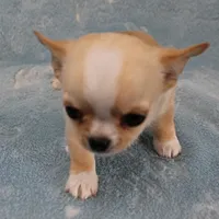 AKC Angel's Cream Male 2, a male Chihuahua for sale in Mount Olive, NC – Photo 5 of 8