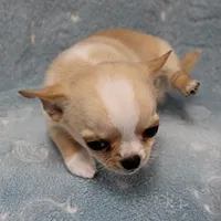 AKC Angel's Cream Male 2, a male Chihuahua for sale in Mount Olive, NC – Photo 4 of 8