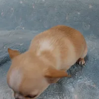 AKC Angel's Cream Male 2, a male Chihuahua for sale in Mount Olive, NC – Photo 7 of 8