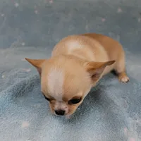 AKC Angel's Cream Male 2, a male Chihuahua for sale in Mount Olive, NC – Photo 8 of 8