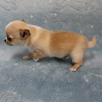 AKC Angel's Cream Male 2, a male Chihuahua for sale in Mount Olive, NC – Photo 6 of 8