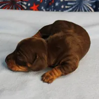 AKC Heidi's Chocolate & Tan Female Puppy 2, a female Miniature Dachshund for sale in Mount Olive, NC – 4 of 10