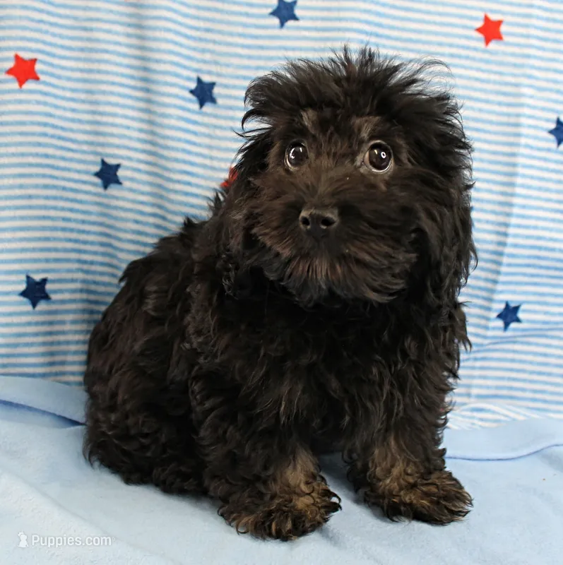 Twinkle's Black Male Puppy 5 – Cockapoo puppy for sale in Mount Olive, NC