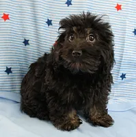 Twinkle's Black Male Puppy 5, a male Cockapoo for sale in Mount Olive, NC – 1 of 9
