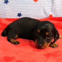 AKC Sallie's Black & Tan, Long Coat Female Puppy 1, a female Miniature Dachshund for sale in Mount Olive, NC – 10 of 10
