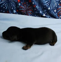 AKC Taylor's Black & Tan Male Puppy 4, a male Miniature Dachshund for sale in Mount Olive, NC – 9 of 10