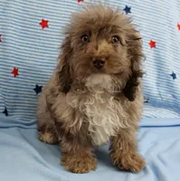 Twinkle's Chocolate Merle Male Puppy 4, a male Cockapoo for sale in Mount Olive, NC – 9 of 10