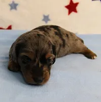 AKC Sallie's Black & Silver Dapple, Long Coat Male Puppy 3, a male Miniature Dachshund for sale in Mount Olive, NC – 4 of 10