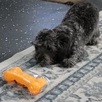 Tinker's Silver Male Puppy 2, a male Cockapoo for sale in Mount Olive, NC – 6 of 10