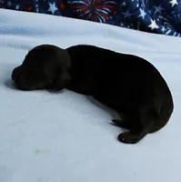 AKC Taylor's Black & Tan Male Puppy 3, a male Miniature Dachshund for sale in Mount Olive, NC – 2 of 10
