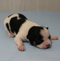 Chelsea's Black, White & Tan Party Male Puppy 2, a male Chihuahua for sale in Mount Olive, NC – 9 of 10
