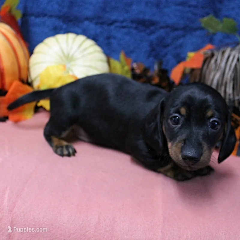 AKC Robin's Black & Tan Female Puppy 3 – Miniature Dachshund puppy for sale in Mount Olive, NC