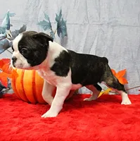 AKC Bubble's Black & White Male Puppy 2, a male Boston Terrier for sale in Mount Olive, NC – 8 of 10