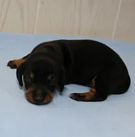 AKC Maggie's Black & Tan Male Puppy 4, a male Miniature Dachshund for sale in Mount Olive, NC – 10 of 10