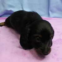 AKC Taylor's Black & Tan Male Puppy 4, a male Miniature Dachshund for sale in Mount Olive, NC – 7 of 10