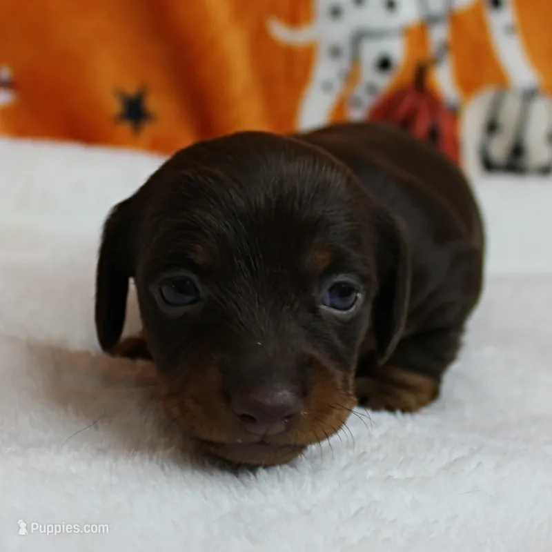 AKC Robin's Chocolate Female Puppy 2 – Miniature Dachshund puppy on hold in Mount Olive, NC