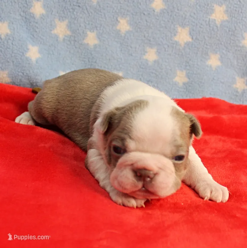 AKC Zoe's Seal & White Male Puppy 1 – Boston Terrier puppy for sale in Mount Olive, NC
