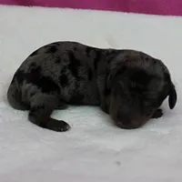 AKC Harleys Silver Dapple Female Puppy 1, a female Miniature Dachshund for sale in Mount Olive, NC – 7 of 10