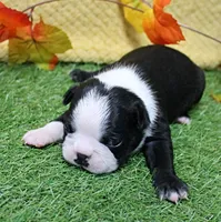 AKC Annie's Black & White Male Puppy 5, a male Boston Terrier for sale in Mount Olive, NC – 8 of 10
