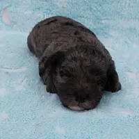 Twinkle's Blue Merle Female Puppy 1, a female Cockapoo for sale in Mount Olive, NC – Photo 1 of 10
