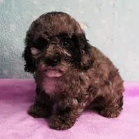 Twinkle's Blue Merle Female Puppy 1, a female Cockapoo for sale in Mount Olive, NC – Photo 1 of 10