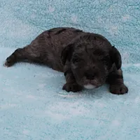 Twinkle's Blue Merle Female Puppy 1, a female Cockapoo for sale in Mount Olive, NC – Photo 4 of 10