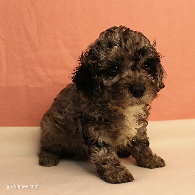 Twinkle's Blue Merle Female Puppy 1 – Cockapoo puppy for sale in Mount Olive, NC