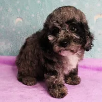 Twinkle's Blue Merle Female Puppy 1, a female Cockapoo for sale in Mount Olive, NC – Photo 6 of 10