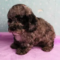 Twinkle's Blue Merle Female Puppy 1, a female Cockapoo for sale in Mount Olive, NC – Photo 4 of 10