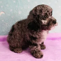 Twinkle's Blue Merle Female Puppy 1, a female Cockapoo for sale in Mount Olive, NC – Photo 5 of 10