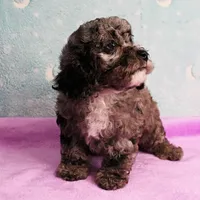 Twinkle's Blue Merle Female Puppy 1, a female Cockapoo for sale in Mount Olive, NC – Photo 3 of 10