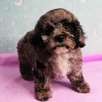 Twinkle's Blue Merle Female Puppy 1, a female Cockapoo for sale in Mount Olive, NC – Photo 8 of 10