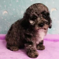 Twinkle's Blue Merle Female Puppy 1, a female Cockapoo for sale in Mount Olive, NC – Photo 7 of 10