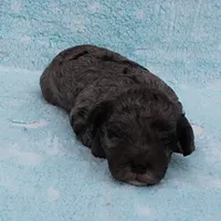 Twinkle's Blue Merle Female Puppy 1, a female Cockapoo for sale in Mount Olive, NC – Photo 2 of 10