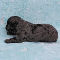Twinkle's Blue Merle Female Puppy 1, a female Cockapoo for sale in Mount Olive, NC – Photo 10 of 10