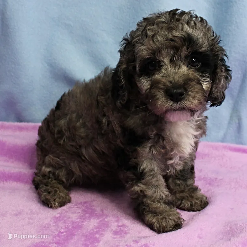 Twinkle's Blue Merle Female Puppy 1 – Cockapoo puppy for sale in Mount Olive, NC