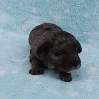 Twinkle's Blue Merle Female Puppy 1, a female Cockapoo for sale in Mount Olive, NC – Photo 3 of 10